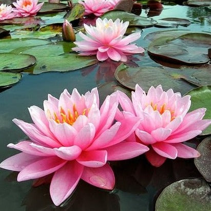 Heboro™ - Lotus (10 Adet)