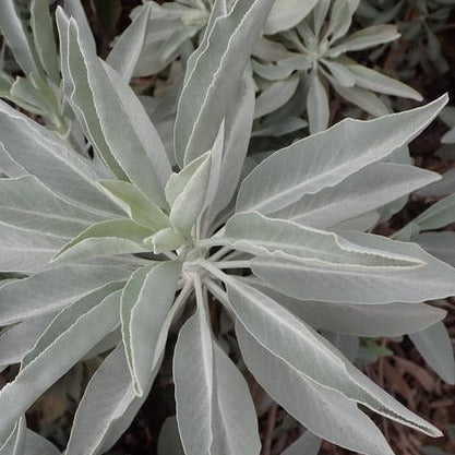 Heboro™ - White Sage (10 Adet)