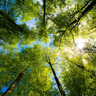 Heboro™ - Forest (10 Adet)